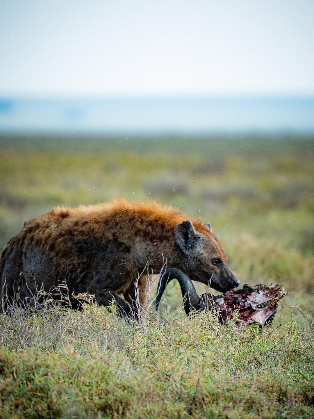 Ngorongoro 2-Day Trip: Sunrise on the Rim - Image 4