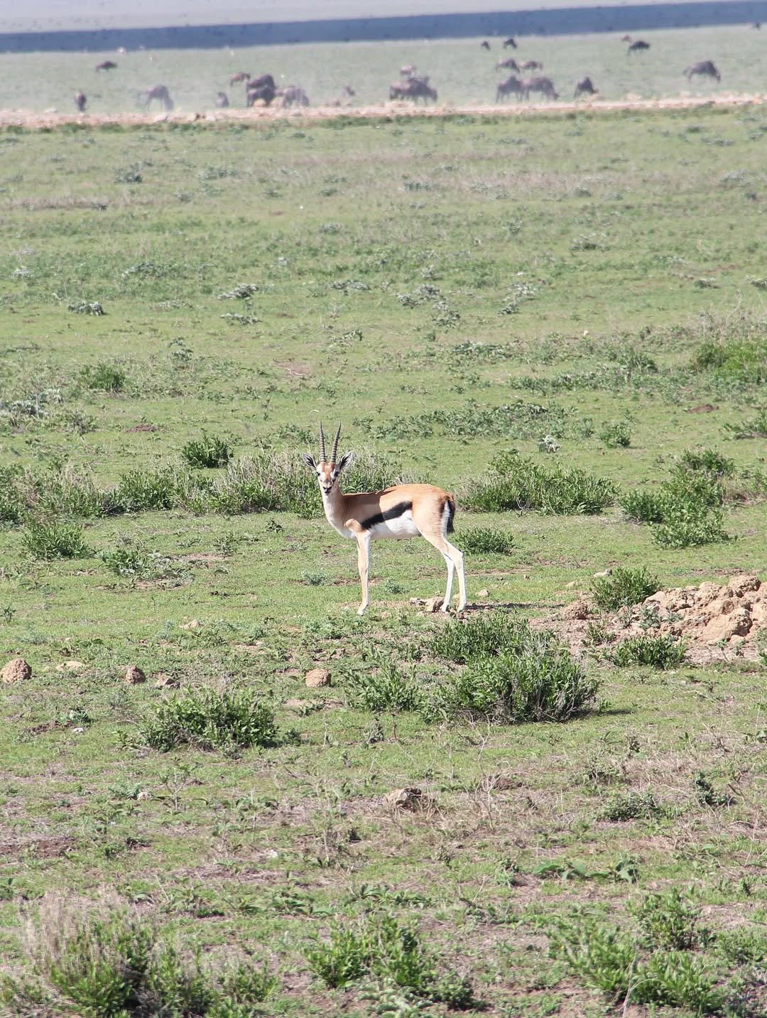 Crater World: Ngorongoro, Empakaai and Crater Floor Safari - Image 3