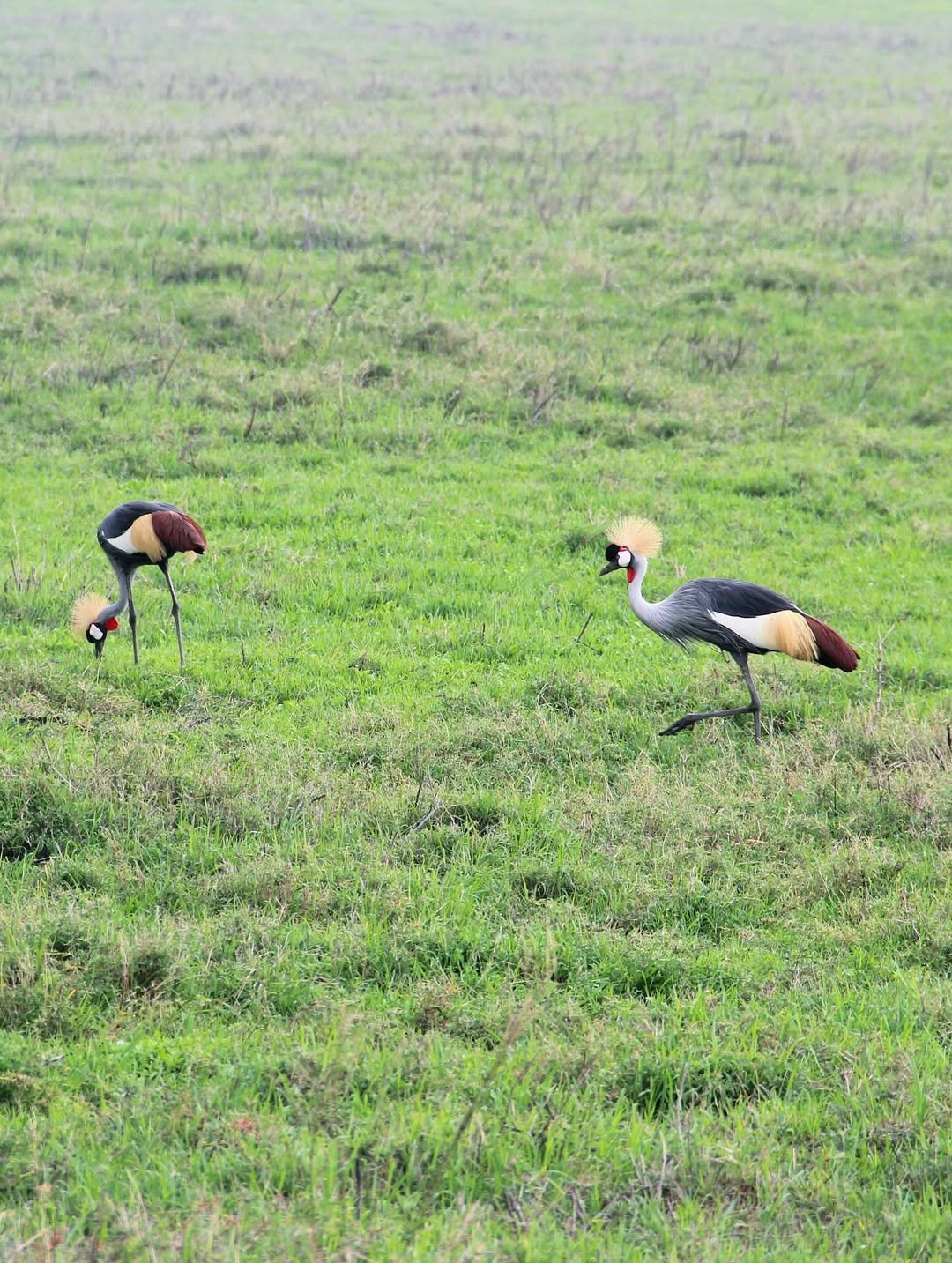 Crater World: Ngorongoro, Empakaai and Crater Floor Safari - Image 4