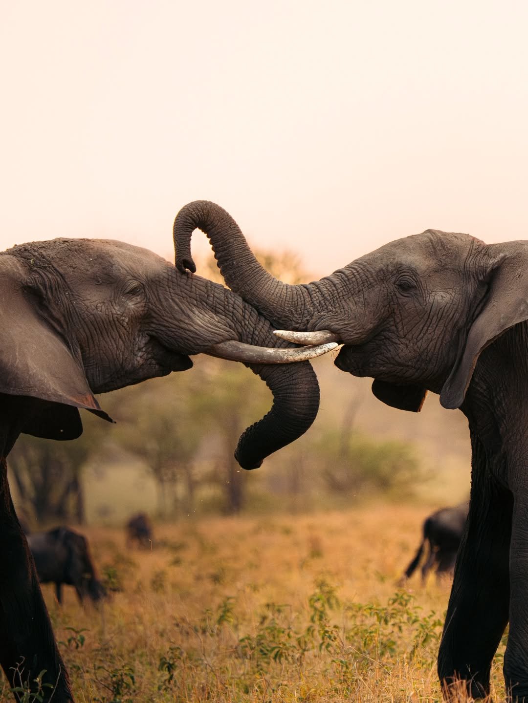 Safari Tour 'Gerenuk': 6-Day Manyara, Ngorongoro & Serengeti