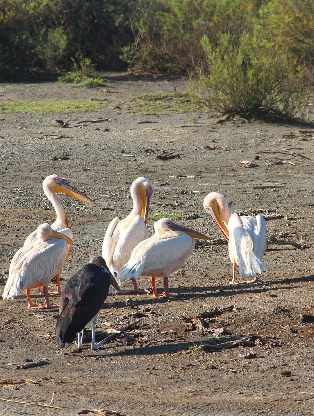 Safari Tour 'Gerenuk': 6-Day Manyara, Ngorongoro & Serengeti - Image 4