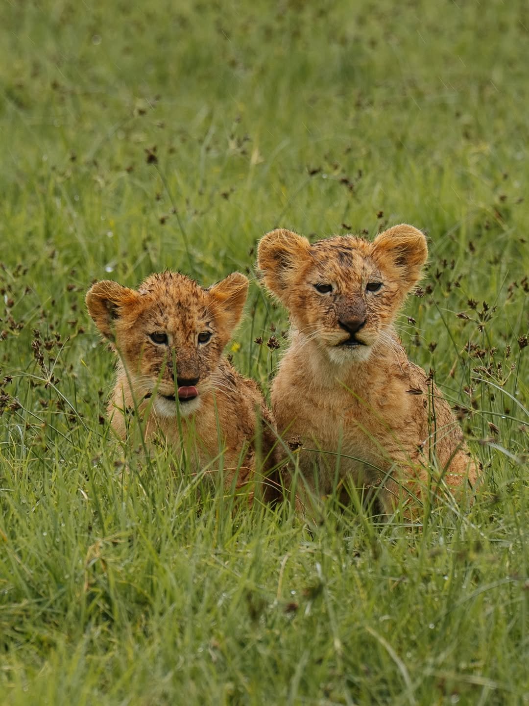 Safari Tour 'Oryx': 5-Day Lake Manyara, Serengeti & Ngorongoro Crater