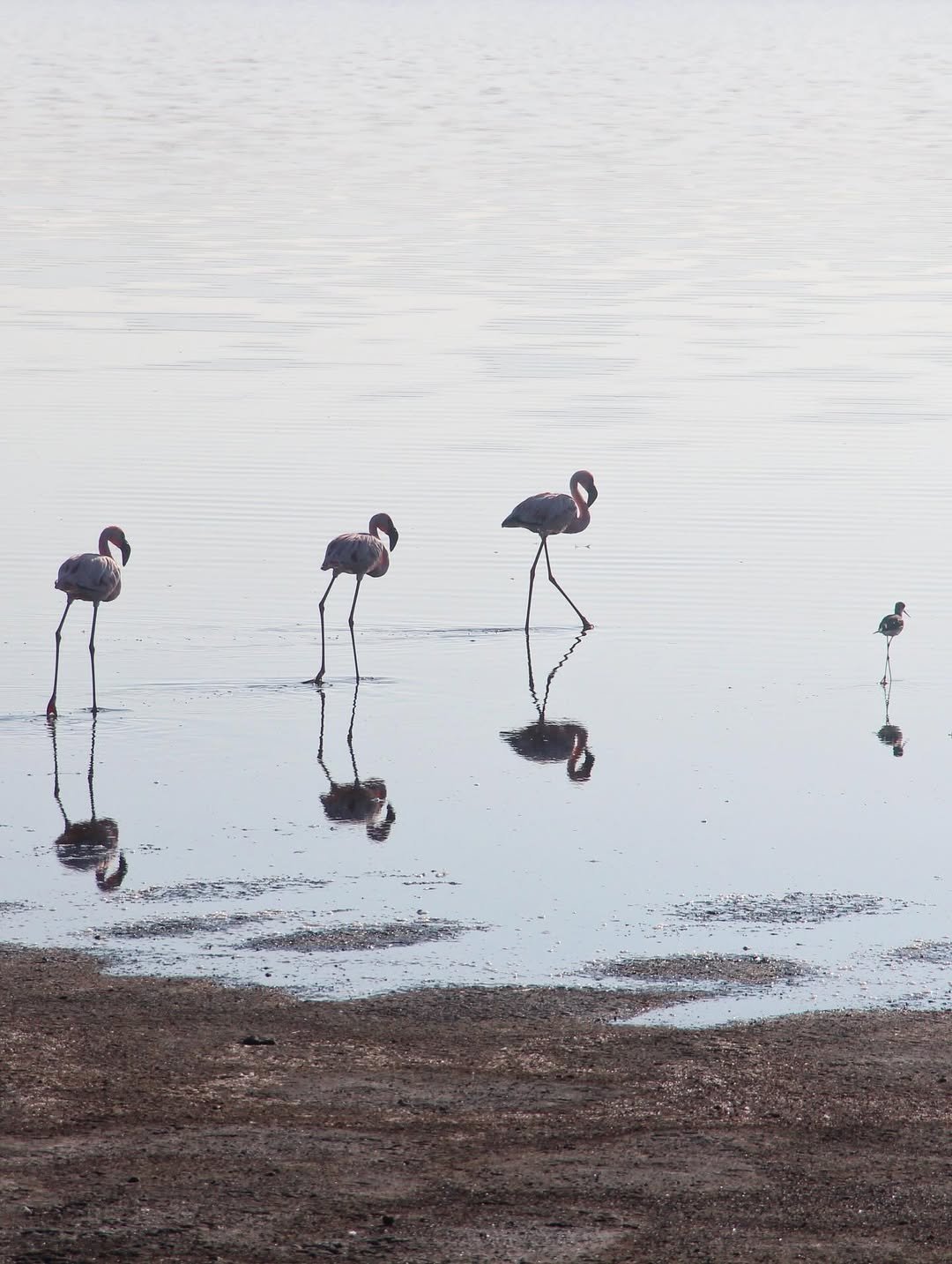 Safari Tour 'Oryx': 5-Day Lake Manyara, Serengeti & Ngorongoro Crater - Image 3