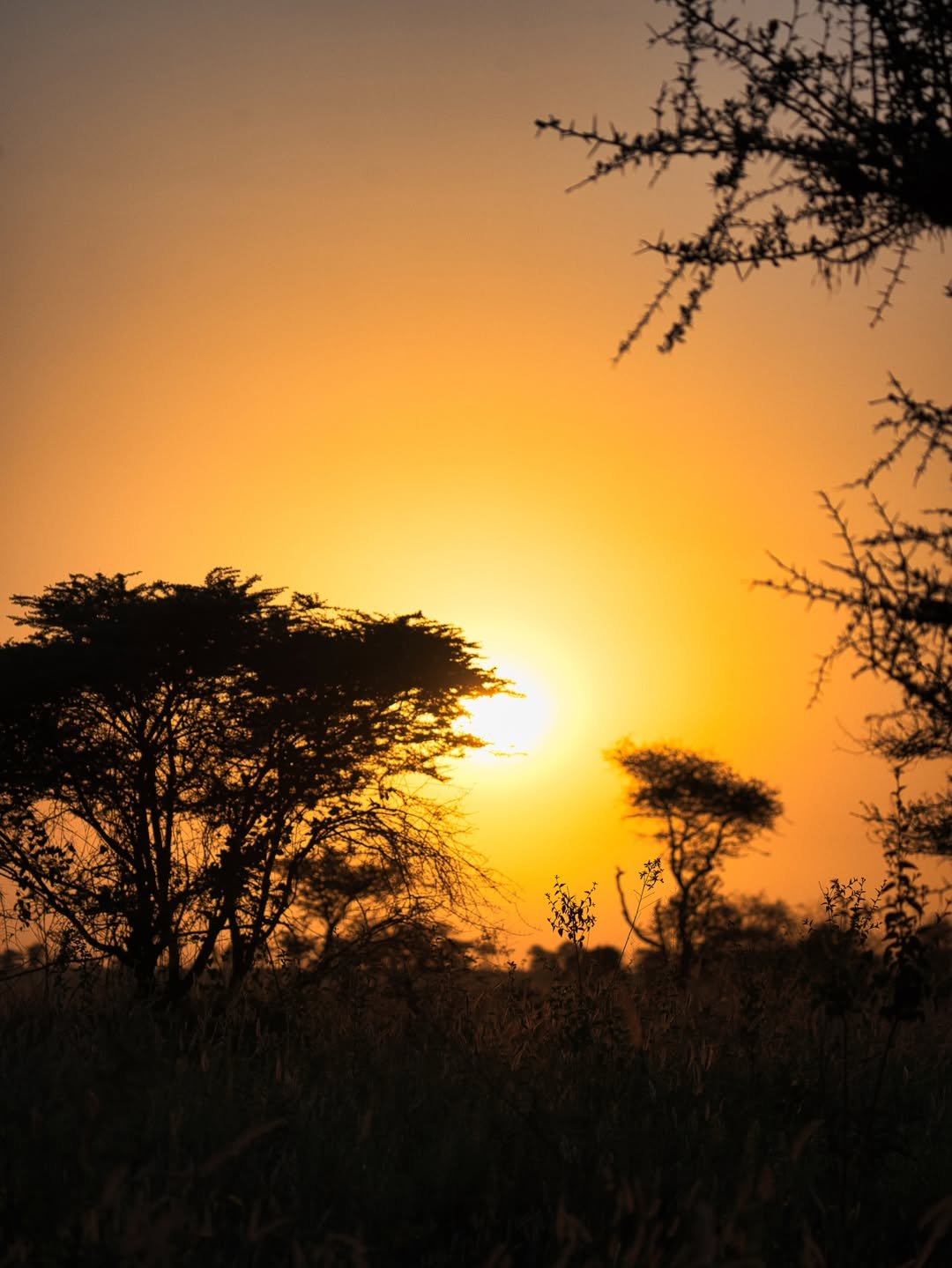 Game-drive & Bush Walk in Tarangire and Ngorongoro - Image 3