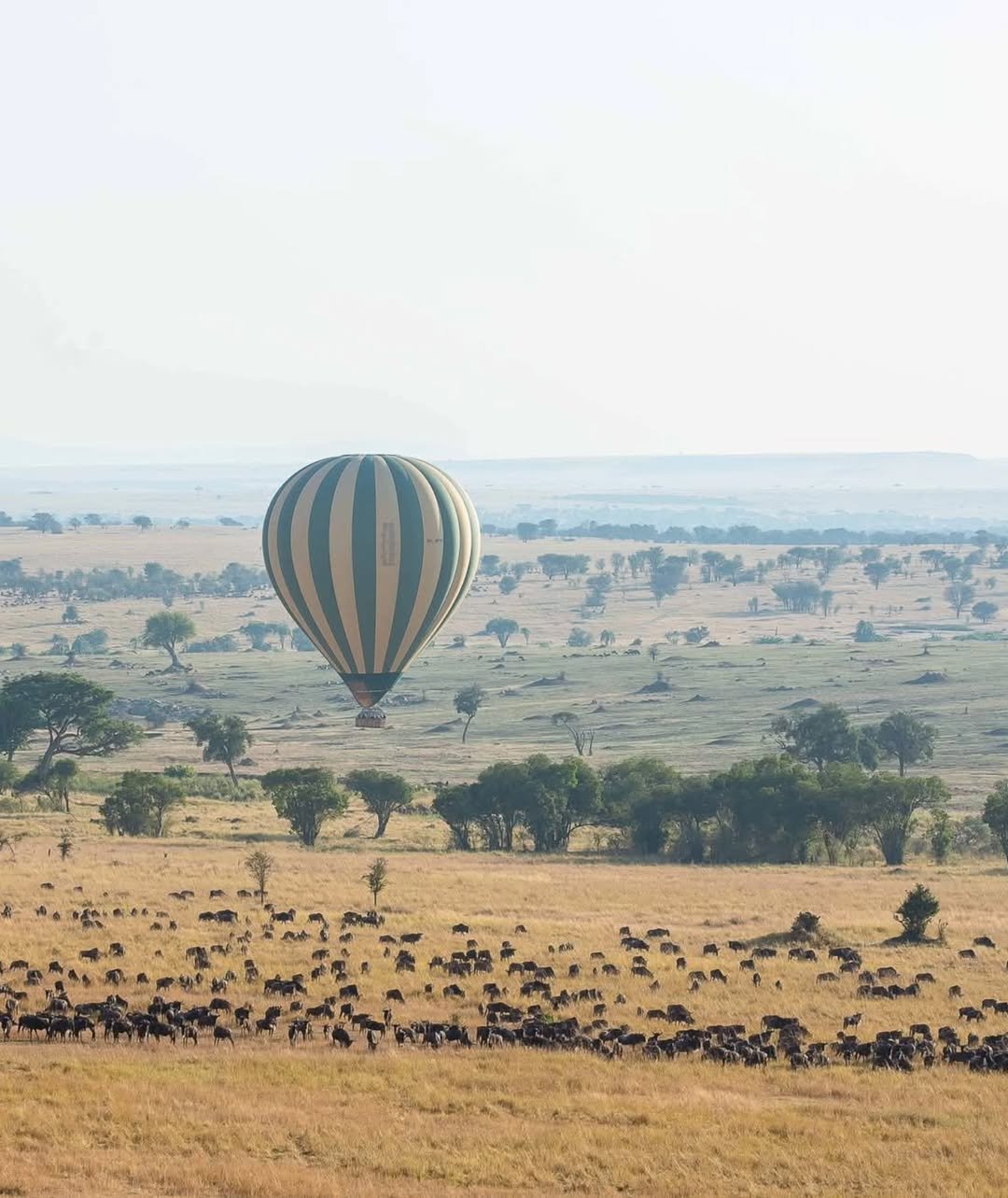 Game-drive & Bush Walk in Tarangire and Ngorongoro - Image 4