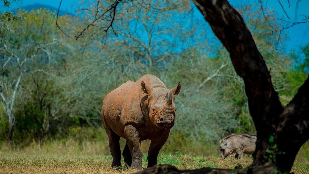 Rhino Safari in Mkomazi