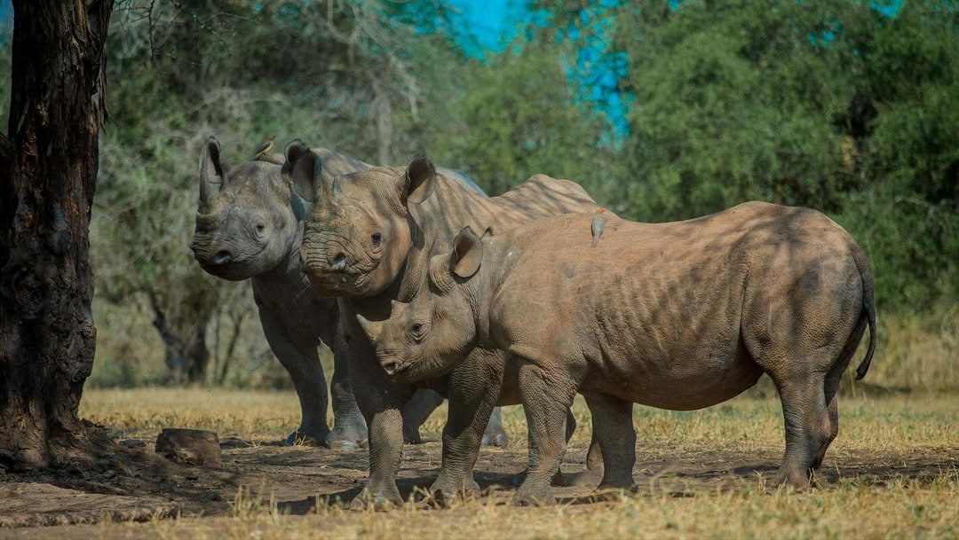 Rhino Safari in Mkomazi - Image 4