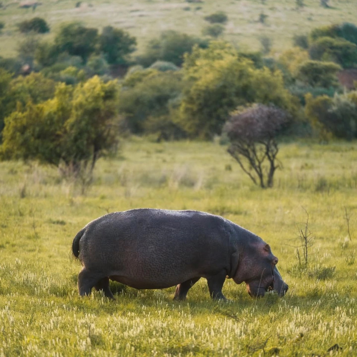 Classic Safari to Manyara, Ngorongoro & Serengeti
