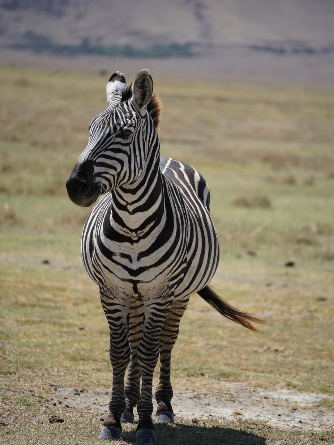 Classic Safari to Manyara, Ngorongoro & Serengeti - Image 3