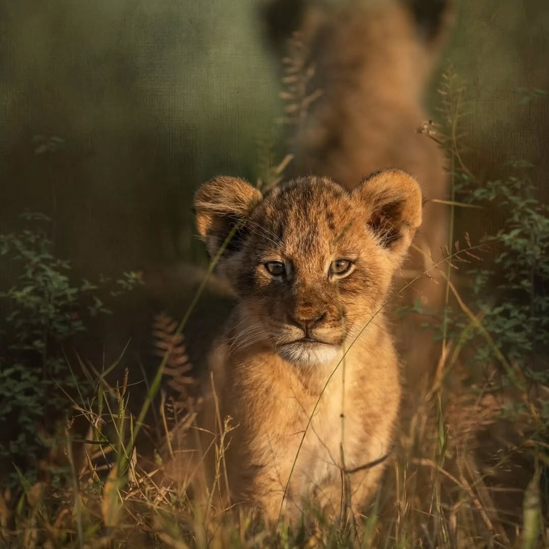 Safari Tour 'Grants': 7-Day Tarangire, Lake Natron & Ngorongoro Crater - Image 3