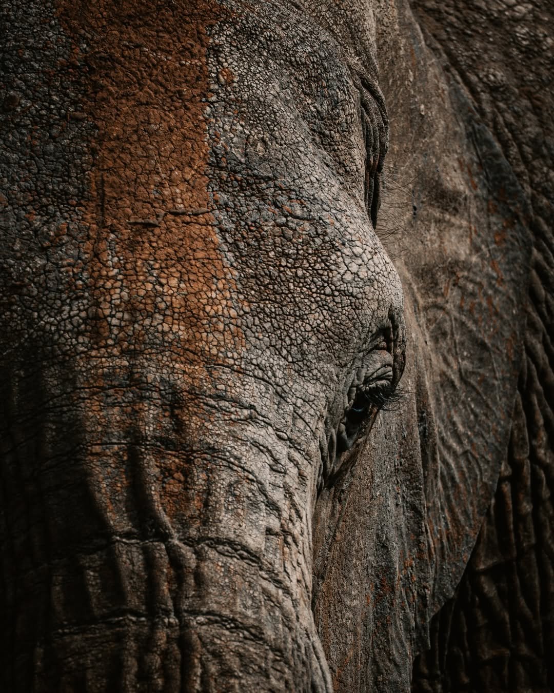 Safari Tour 'Kudu': 6-Day Ndutu, Serengeti & Ngorongoro - Image 3