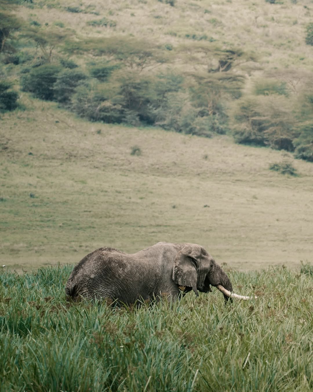 Safari Tour 'Kudu': 6-Day Ndutu, Serengeti & Ngorongoro - Image 4