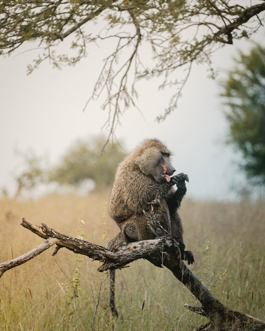 Safari Tour 'Topi': 6-Day Manyara, Ngorongoro & Serengeti