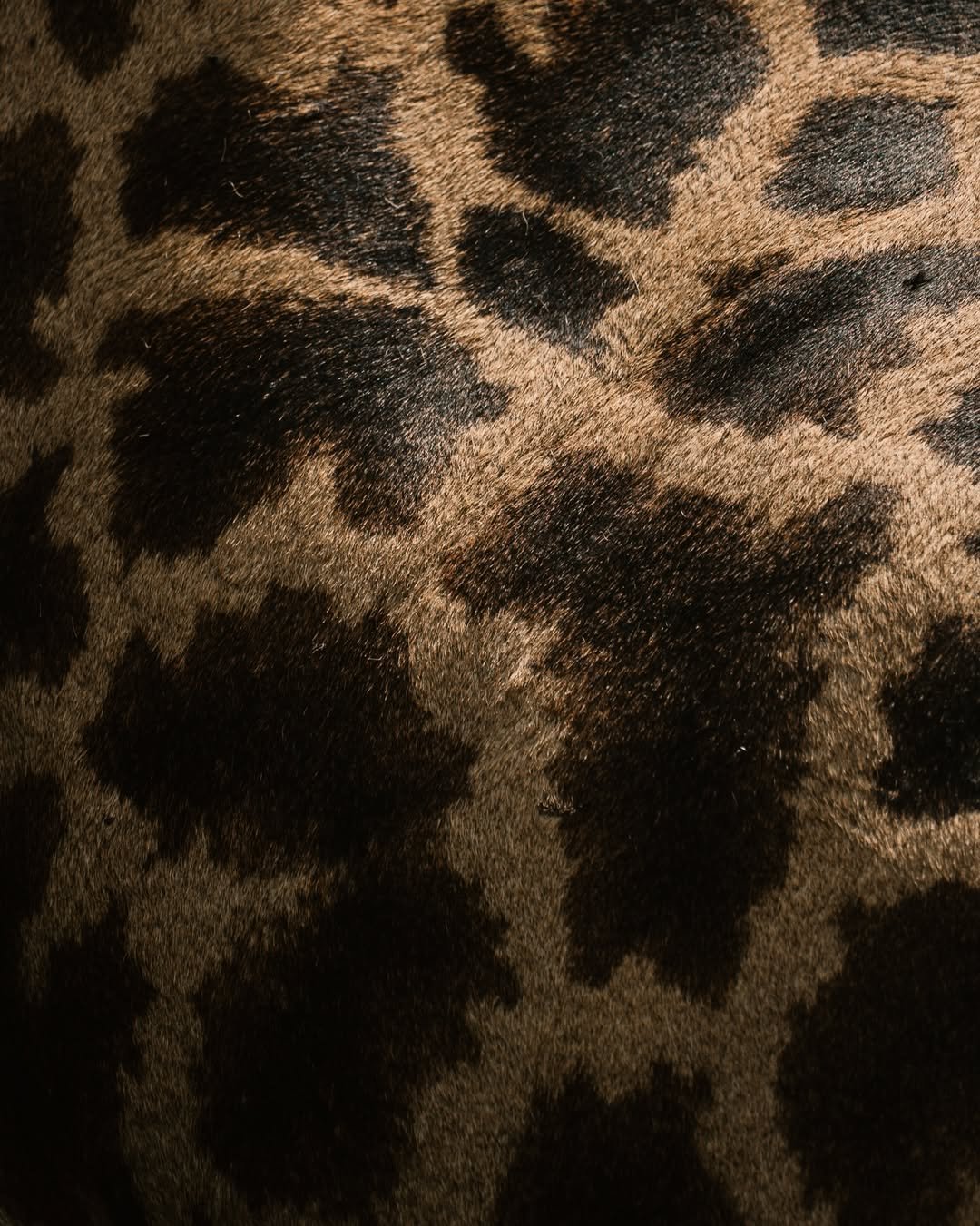 Safari Tour 'Topi': 6-Day Manyara, Ngorongoro & Serengeti - Image 4