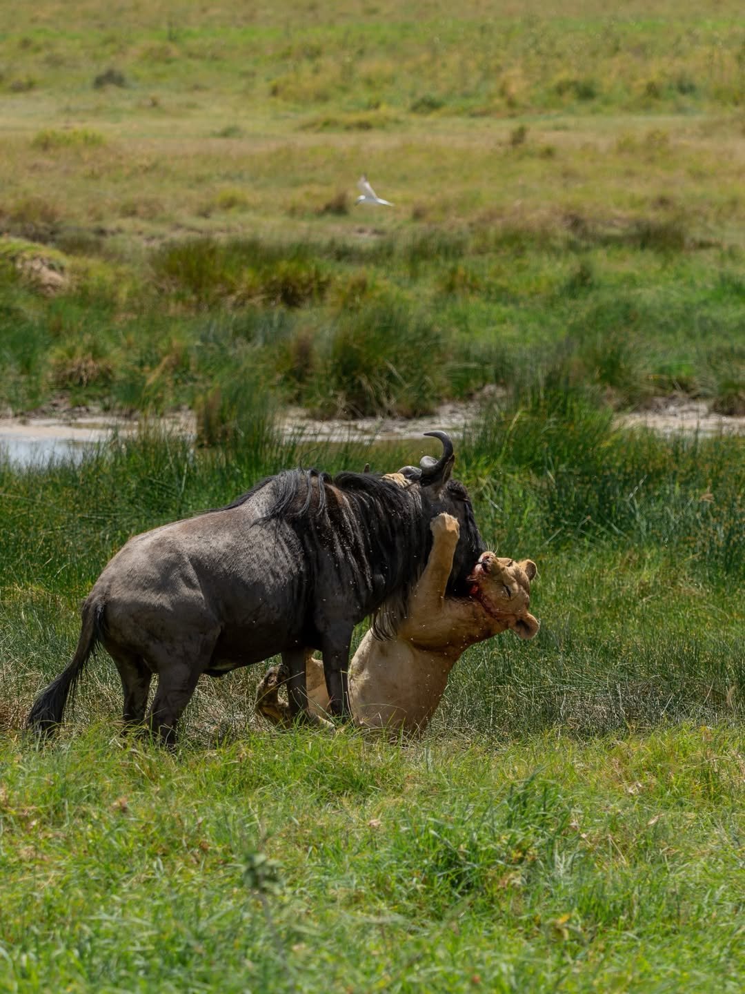 Safari Tour 'Suni': 2-Day Lake Manyara & Ngorongoro (Value) - Image 2