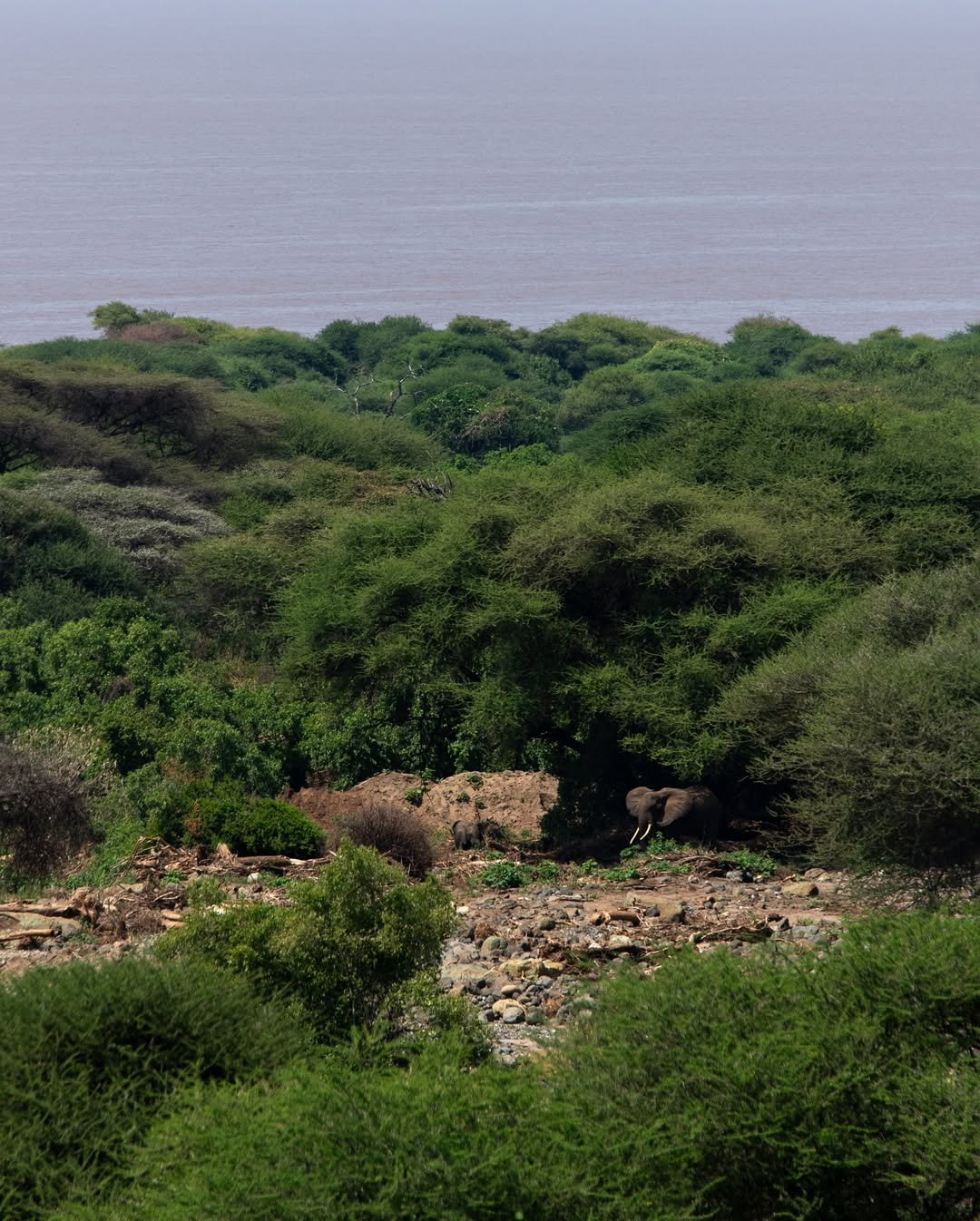 Safari Tour 'Klipspringer': 2-Day Lake Manyara & Ngorongoro Crater - Image 2