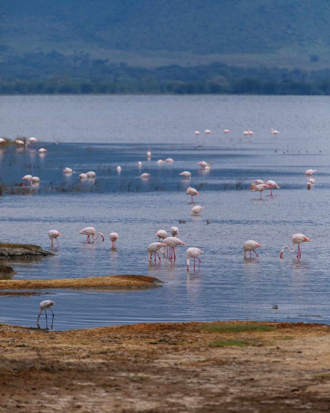 Safari Tour 'Klipspringer': 2-Day Lake Manyara & Ngorongoro Crater - Image 3