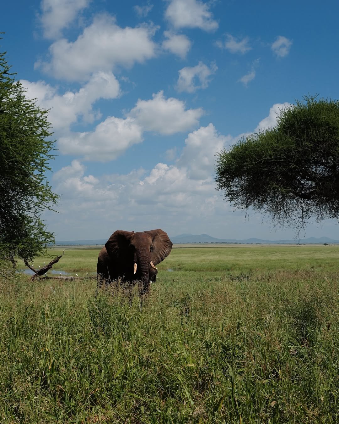 Safari Tour 'Steenbok': 3-Day Tarangire & Ngorongoro (Comfort) - Image 2
