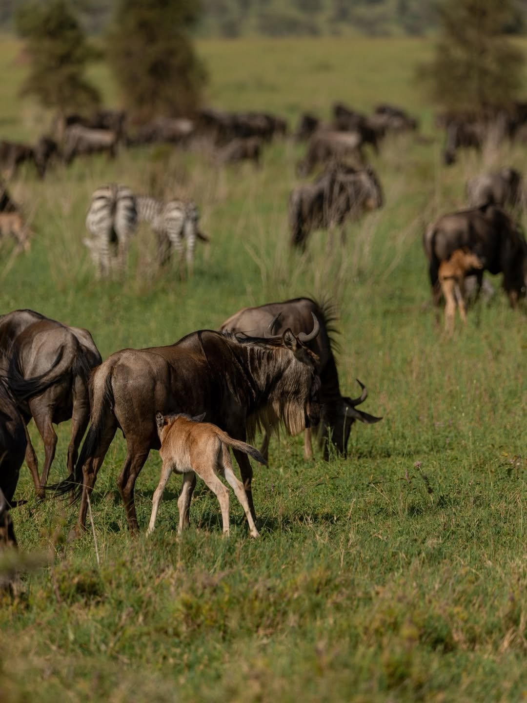 Safari Tour 'Steenbok': 3-Day Tarangire & Ngorongoro (Comfort) - Image 3