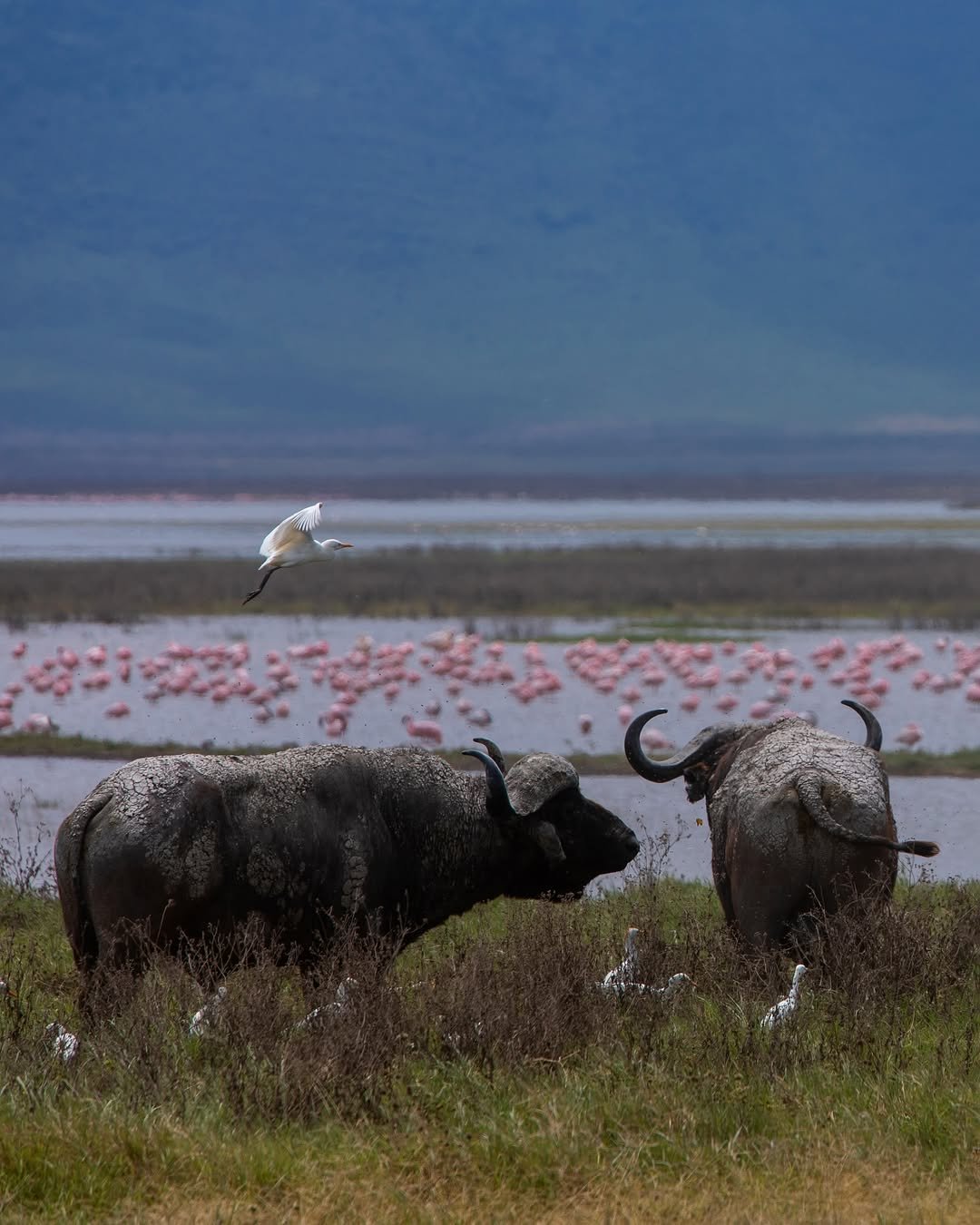 Safari Tour 'Steenbok': 3-Day Tarangire & Ngorongoro (Comfort) - Image 4