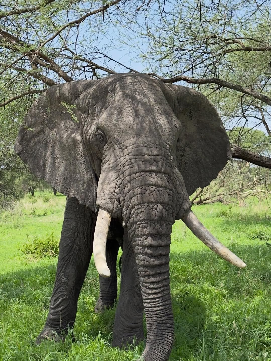 Safari Tour 'Oribi': 3-Day Tarangire & Ngorongoro Crater