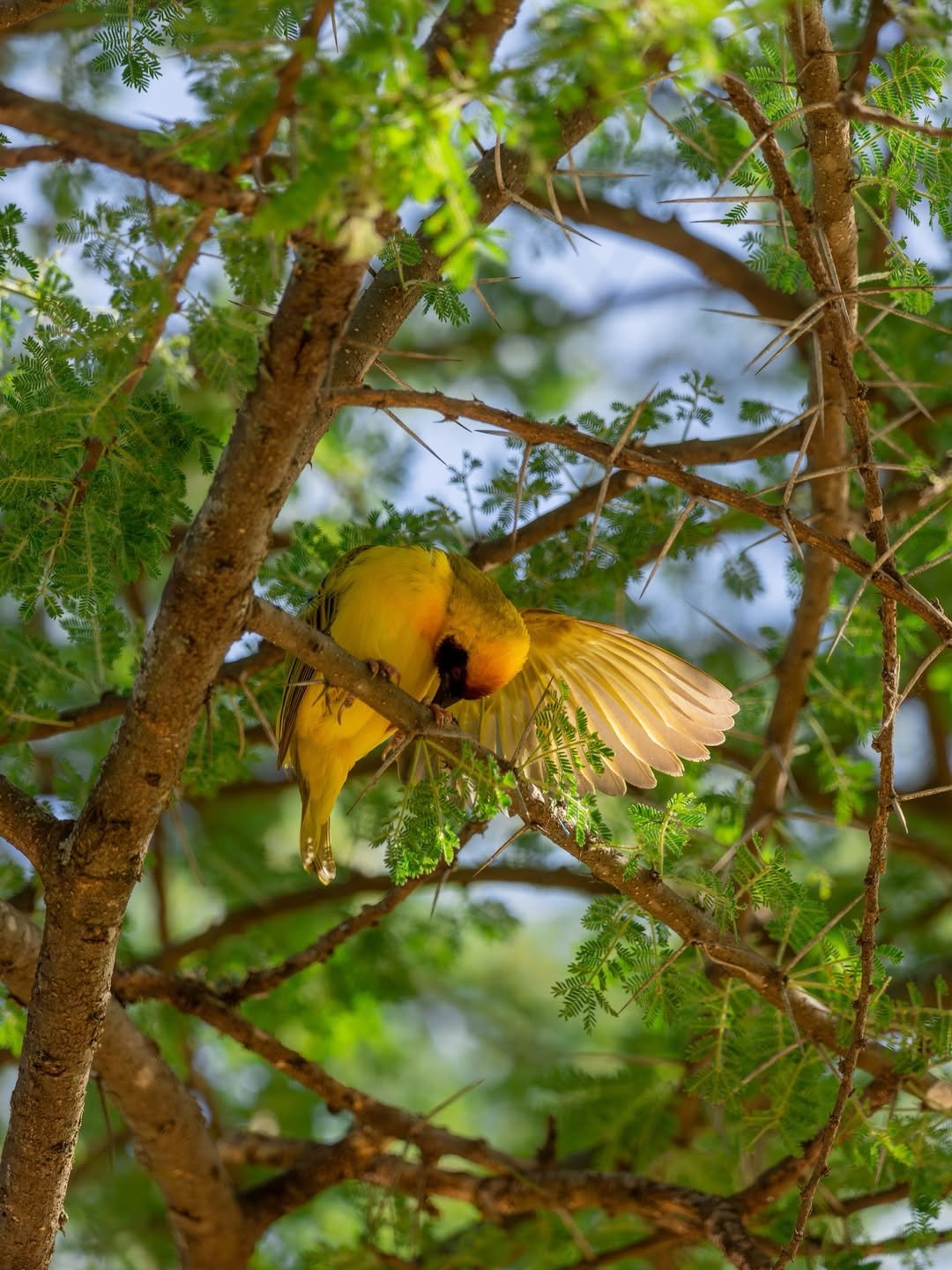 Safari Tour 'Duiker': 2-Day Lake Manyara & Ngorongoro Crater - Image 2