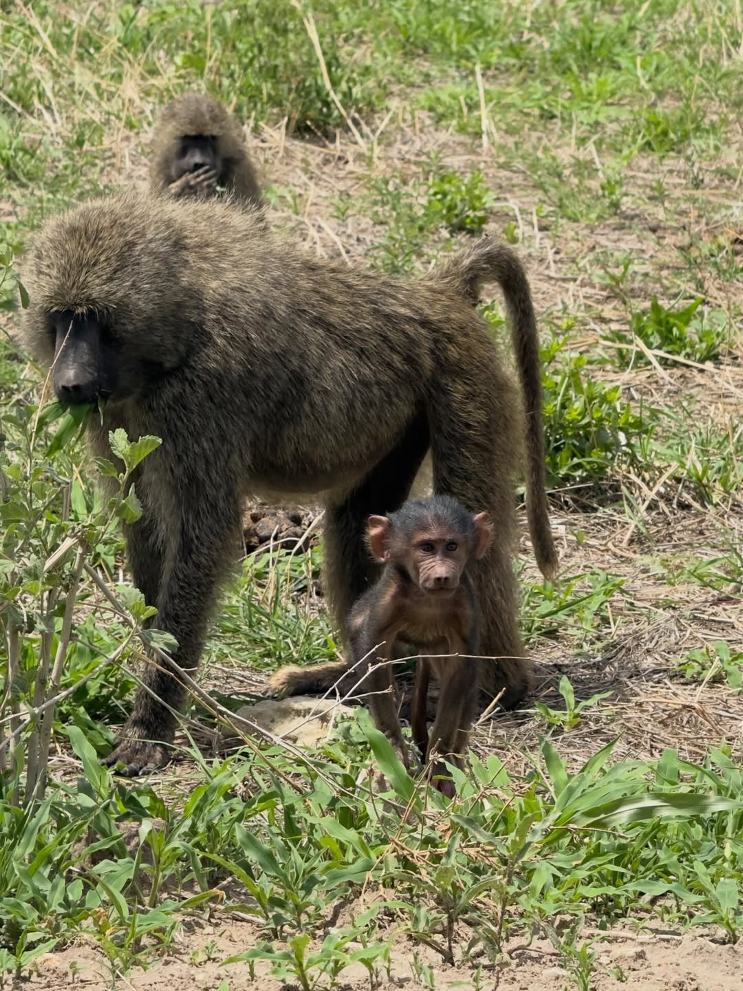 Safari Tour 'Duiker': 2-Day Lake Manyara & Ngorongoro Crater - Image 3