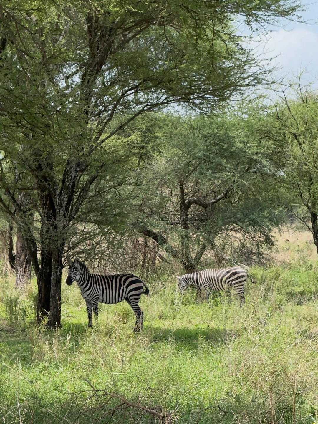 Safari Tour 'Duiker': 2-Day Lake Manyara & Ngorongoro Crater - Image 4