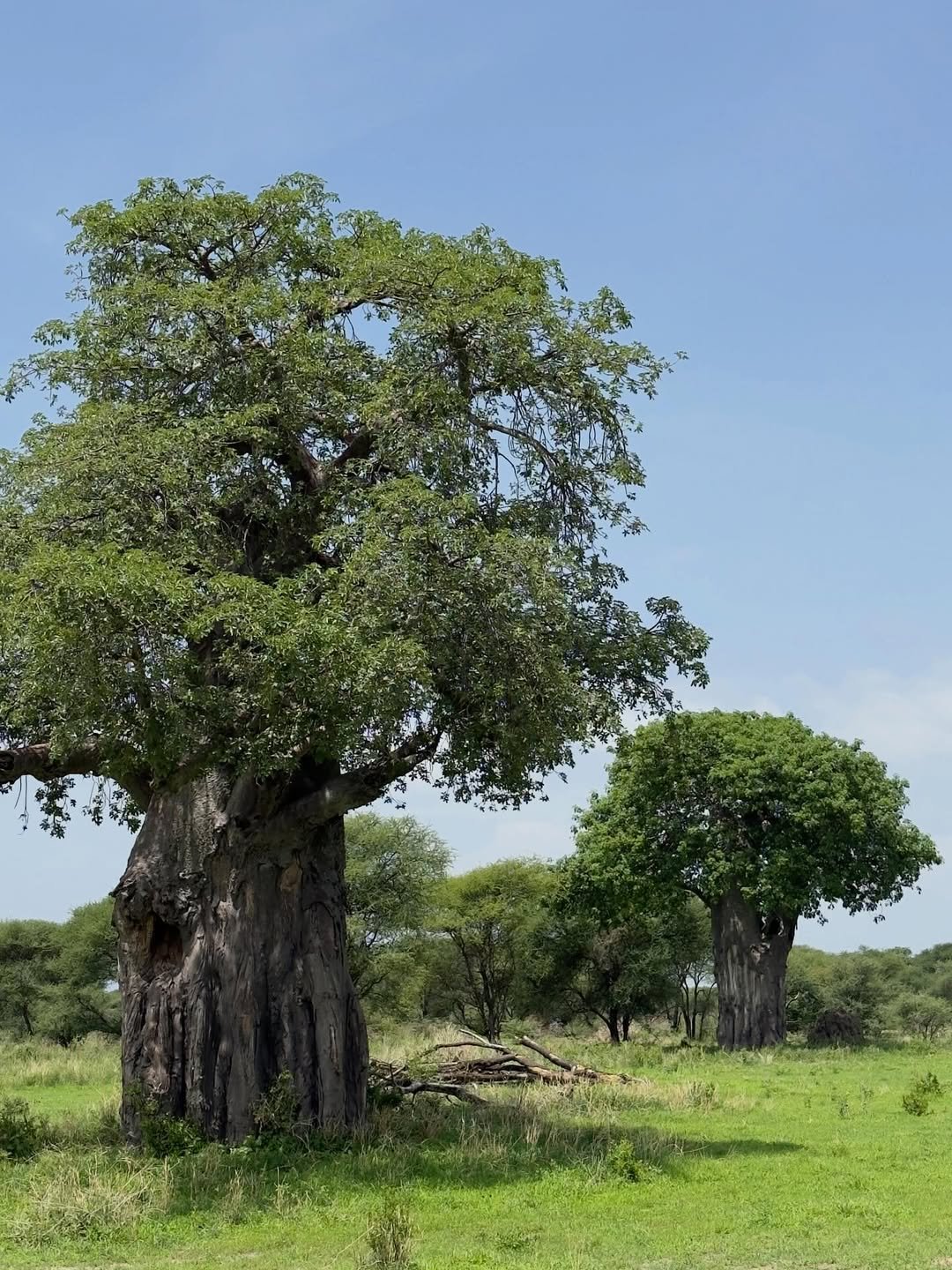 Safari Tour 'Dik-Dik': 2-Day Tarangire & Lake Manyara - Image 2