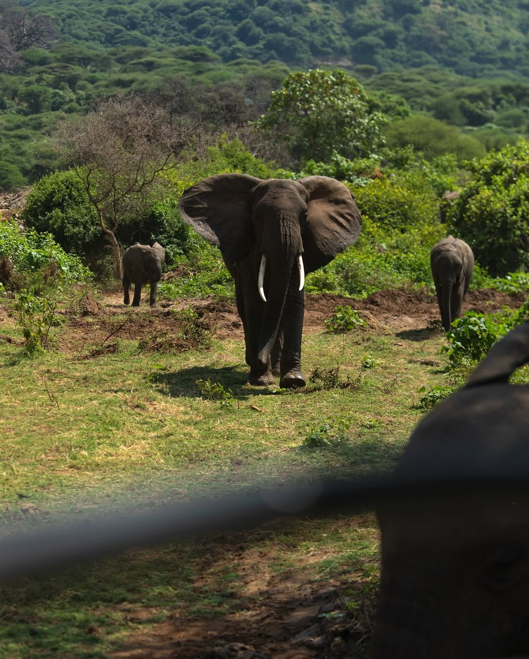 Safari Tour 'Dik-Dik': 2-Day Tarangire & Lake Manyara - Image 3