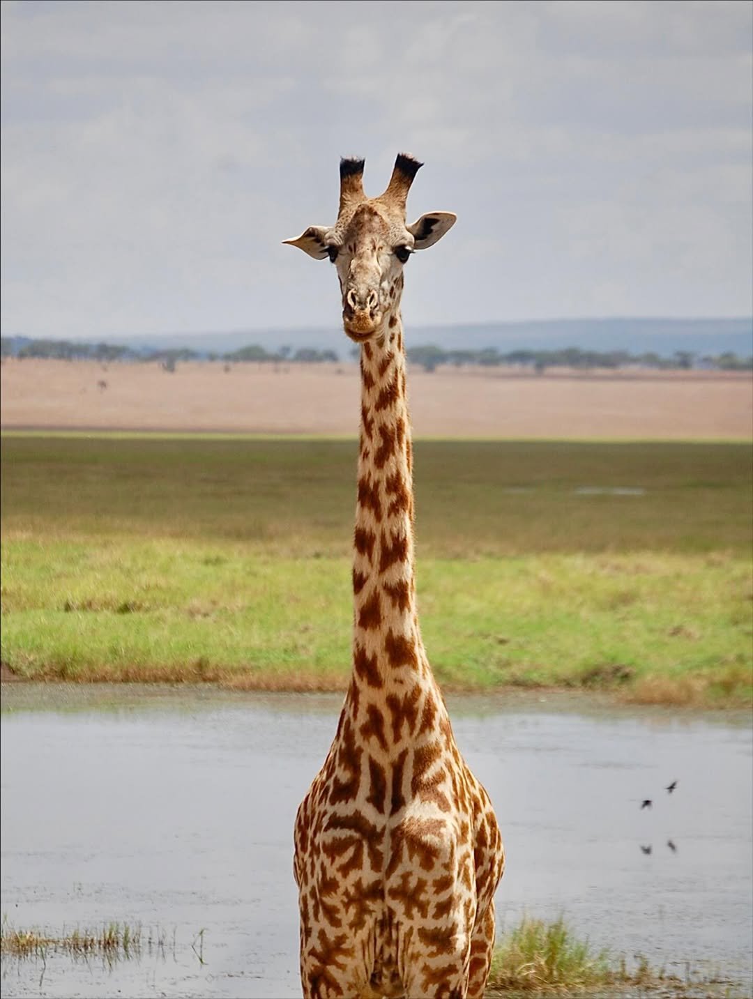 Safari Tour 'Impala': 3-Day Arusha NP, Tarangire & Ngorongoro - Image 2