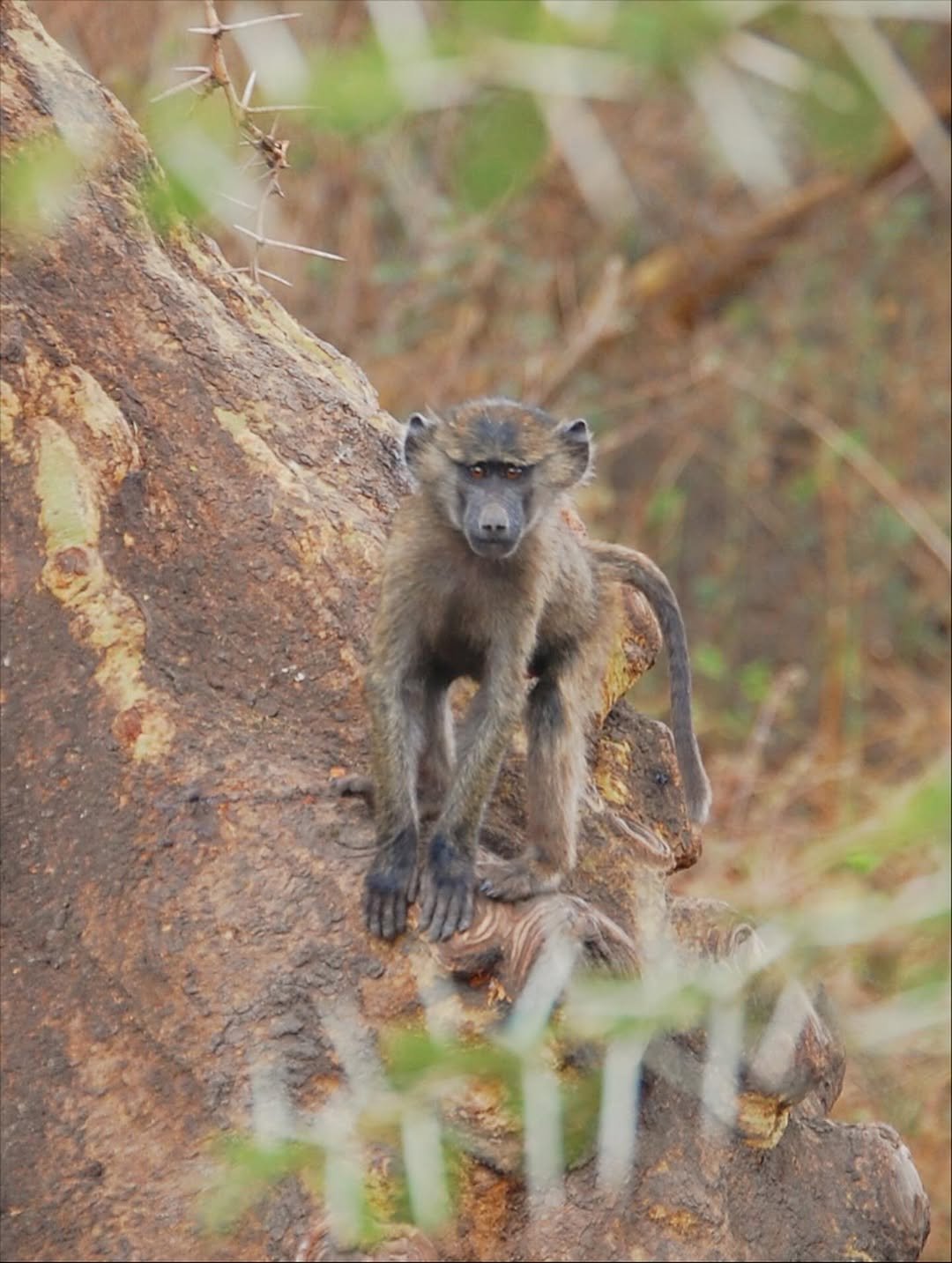 Safari Tour 'Impala': 3-Day Arusha NP, Tarangire & Ngorongoro - Image 3