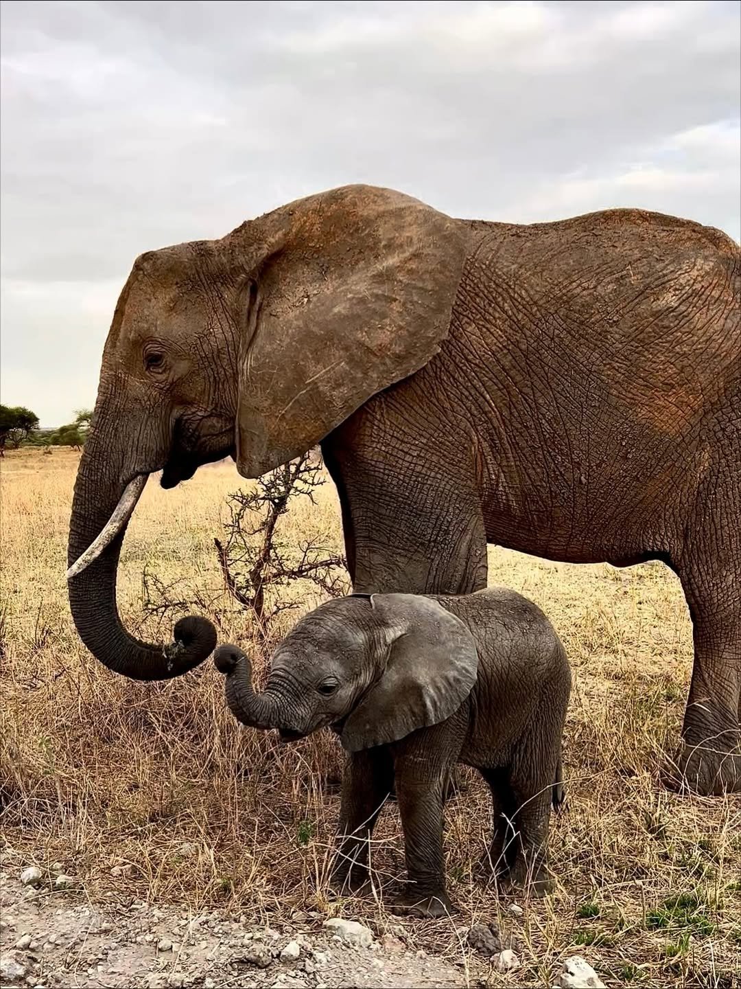 Safari Tour 'Impala': 3-Day Arusha NP, Tarangire & Ngorongoro - Image 4