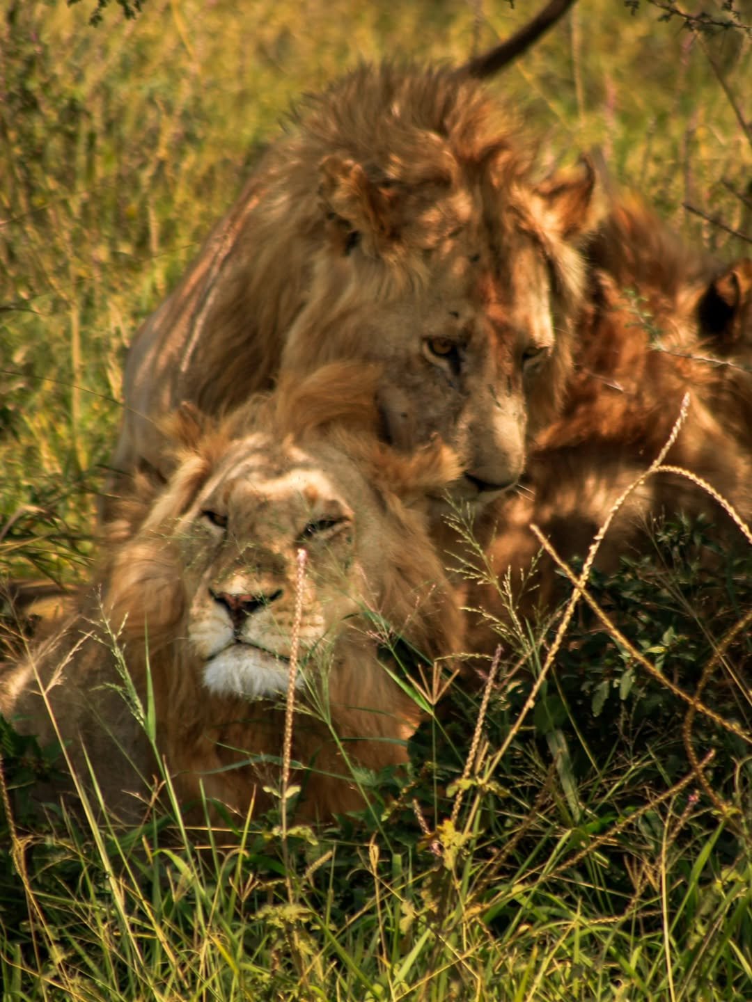 Safari Tour 'Eland': 7-Day Complete Northern Tanzania Safari - Image 2