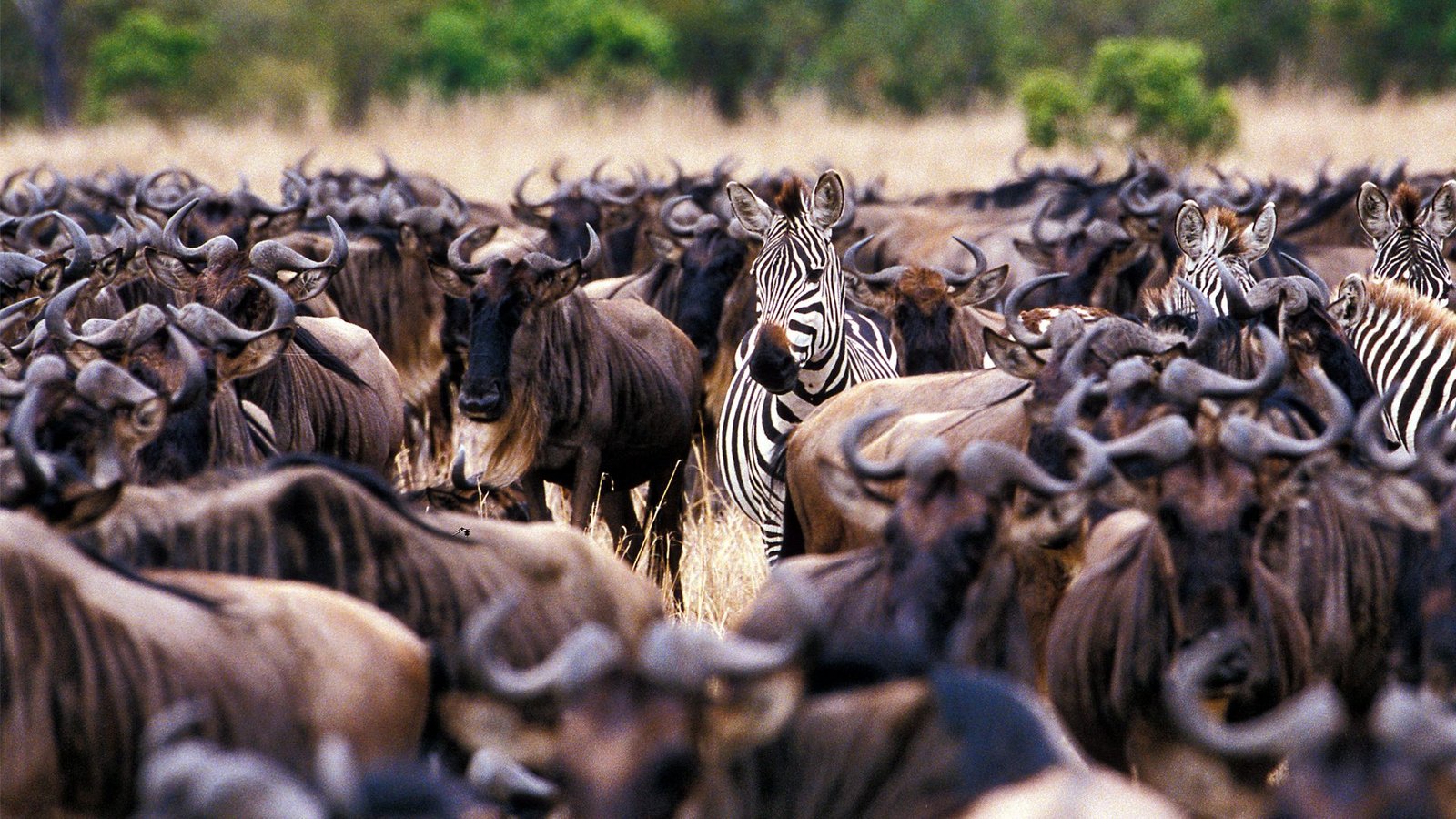 Witness the Great Migration in Northern Serengeti - Image 2